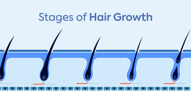 stages of hair growth